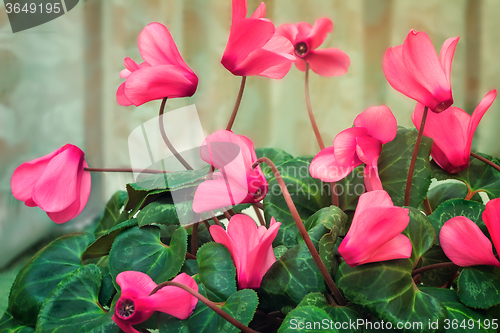 Image of Flowering cyclamen with flowers and green leaves.