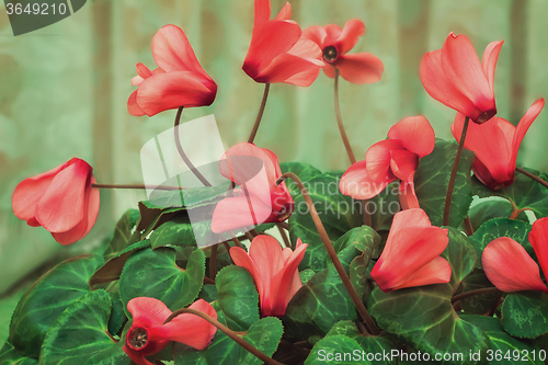 Image of Flowering cyclamen with flowers and green leaves.