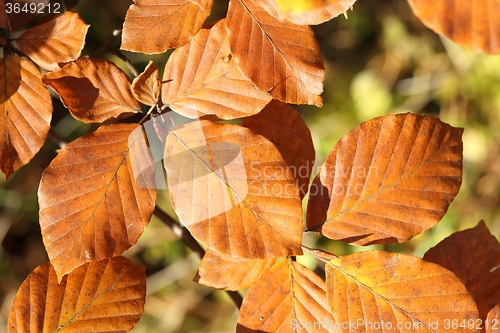 Image of Autumn leaves.