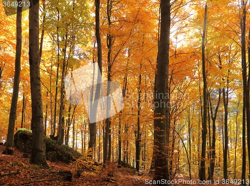 Image of Autumn forest.