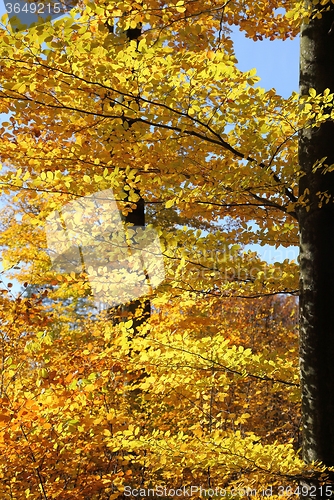 Image of Autumn leaves.