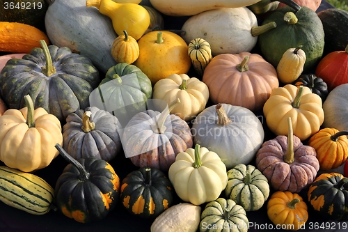 Image of Squash and pumpkins.