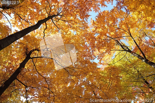 Image of Autumn forest.