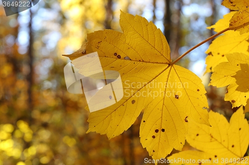 Image of Autumn leaves.