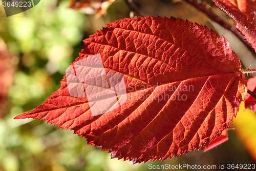 Image of Autumn leaf.