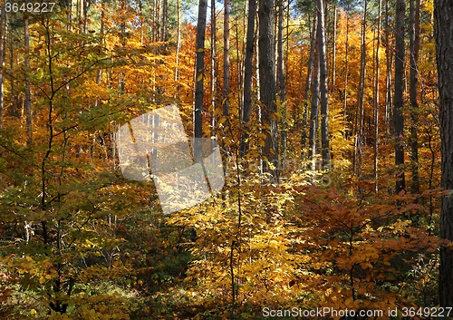 Image of Autumn forest.