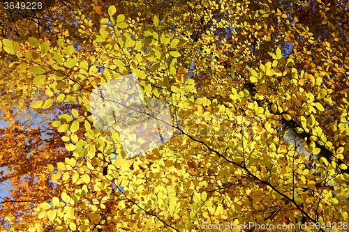 Image of Autumn leaves.