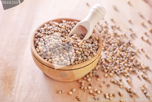 Image of coriander