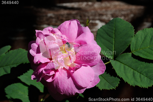 Image of Bee on a flower.