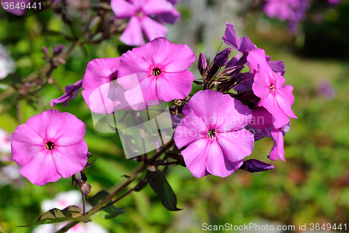 Image of Pink flowers phlox.