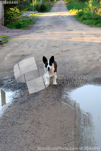 Image of Dog on the road.