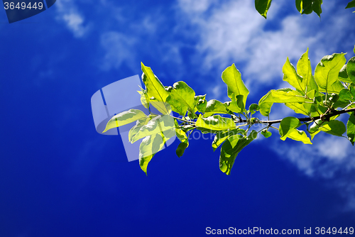 Image of Branch and sky.