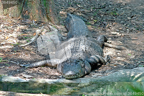 Image of Alligator