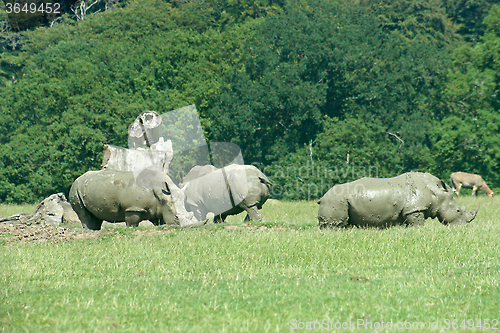 Image of Rhinos