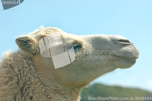 Image of Camel