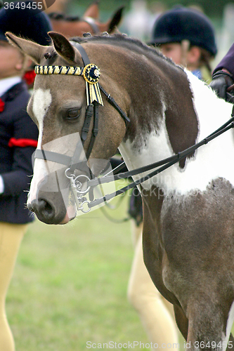 Image of Horse