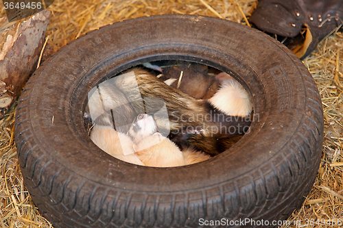 Image of Ferrets