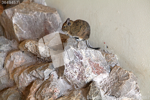 Image of Mongolian Gerbil