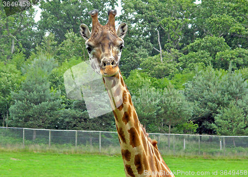 Image of Giraffe