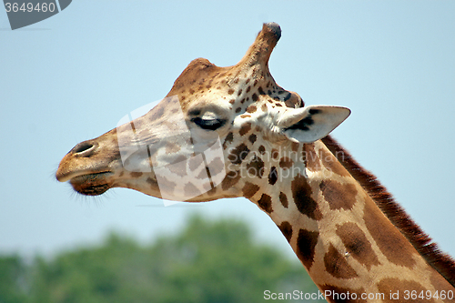 Image of Giraffe