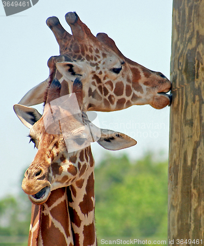 Image of Giraffes