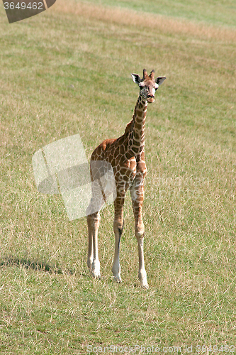 Image of Baby Giraffe