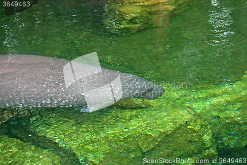 Image of Manatee