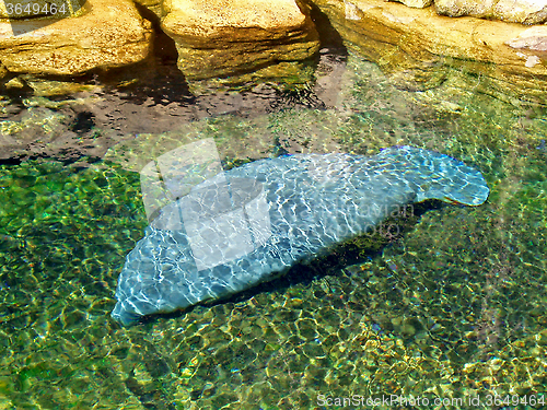 Image of Manatee