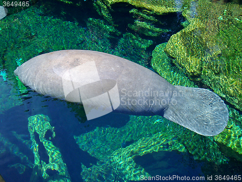 Image of Manatee