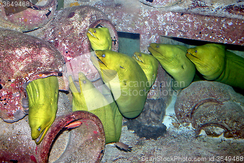 Image of Eels