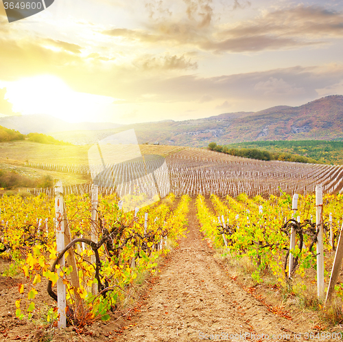 Image of Vineyard in Crimea, mountain in Crimea