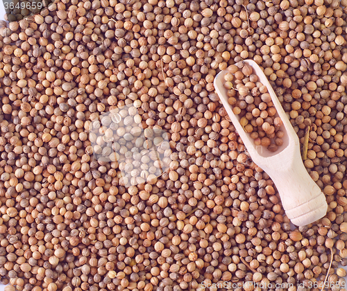 Image of coriander