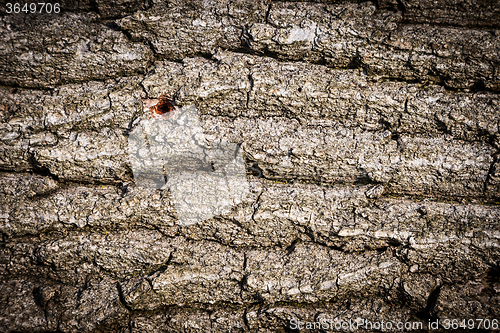 Image of Old bark detail