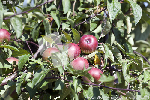 Image of red apples  . close-up.