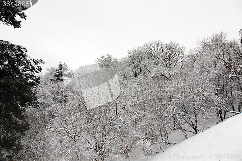 Image of trees in winter  