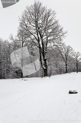 Image of trees in winter  