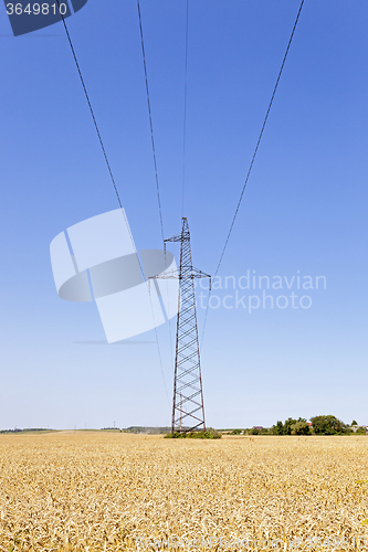 Image of electric line in a wheat field  