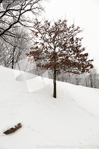 Image of lonely tree . park