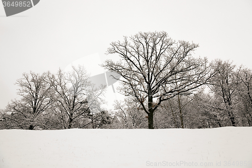 Image of trees in winter  