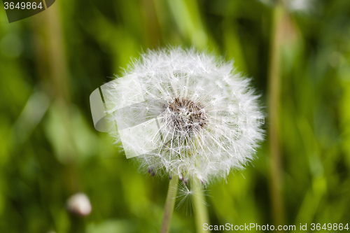 Image of White dandelion . close-up  