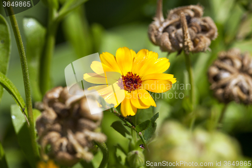 Image of Calendula flower. close up  