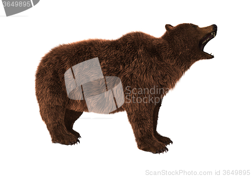 Image of Brown Bear on White