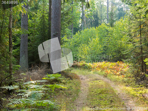 Image of Curved ground road leading across forest