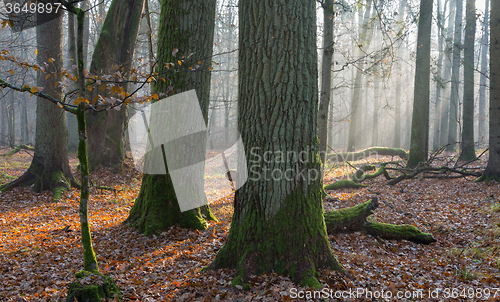 Image of Autumnal misty morning in the forest