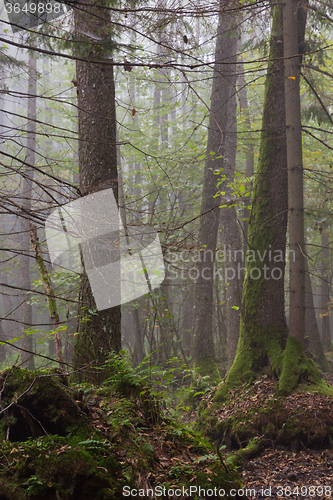 Image of Large alder tree in misty stand of Bialowieza Forest