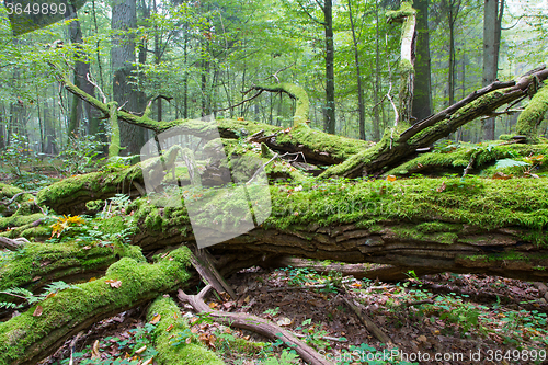 Image of Broken oak tree branch moss wrapped