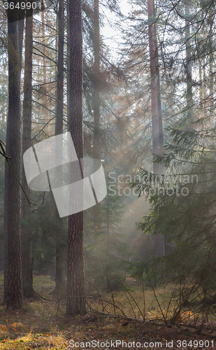 Image of Autumnal misty morning in the forest
