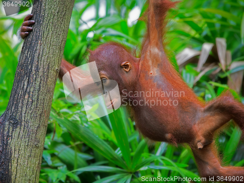 Image of Wild Borneo Orangutan