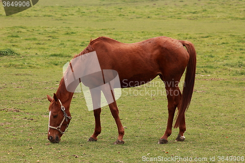 Image of Horse in an autumn field