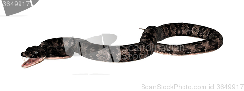 Image of Cottonmouth Snake on White